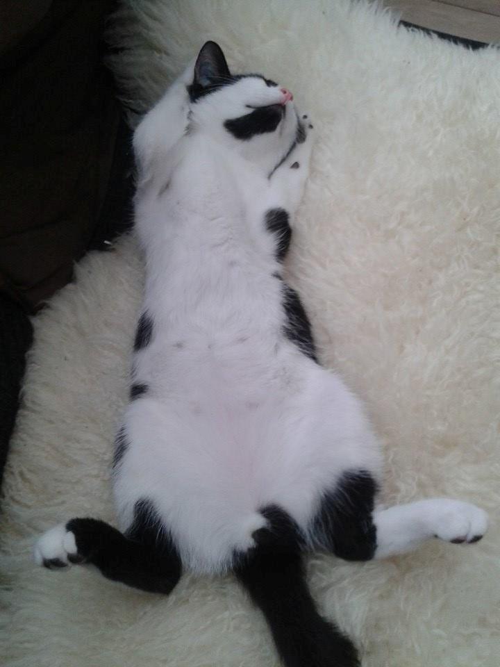 Huskat Ronaldo billede 5