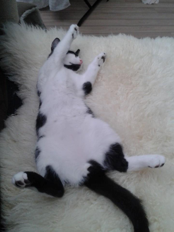 Huskat Ronaldo billede 4