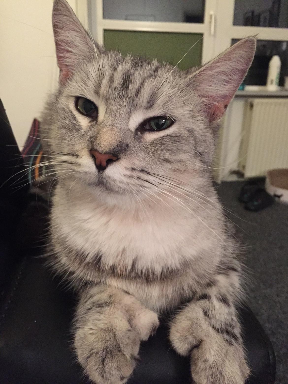 Blanding af racer Bailey billede 11