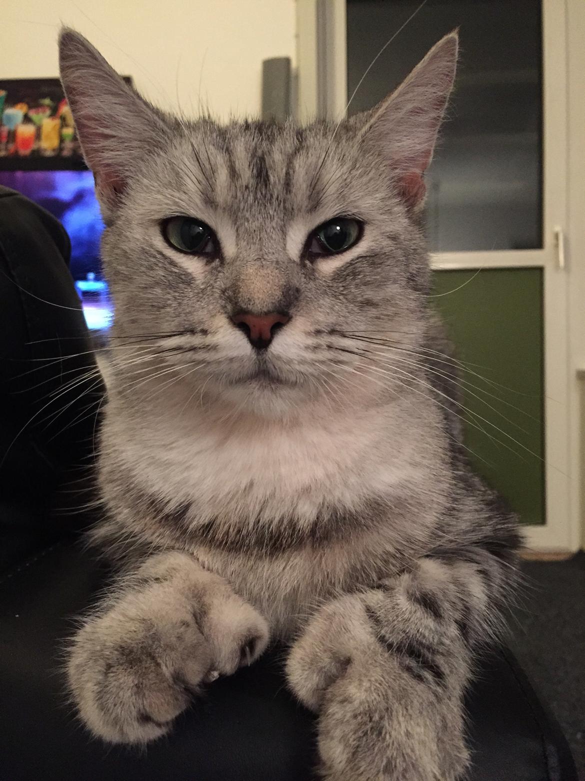 Blanding af racer Bailey billede 10