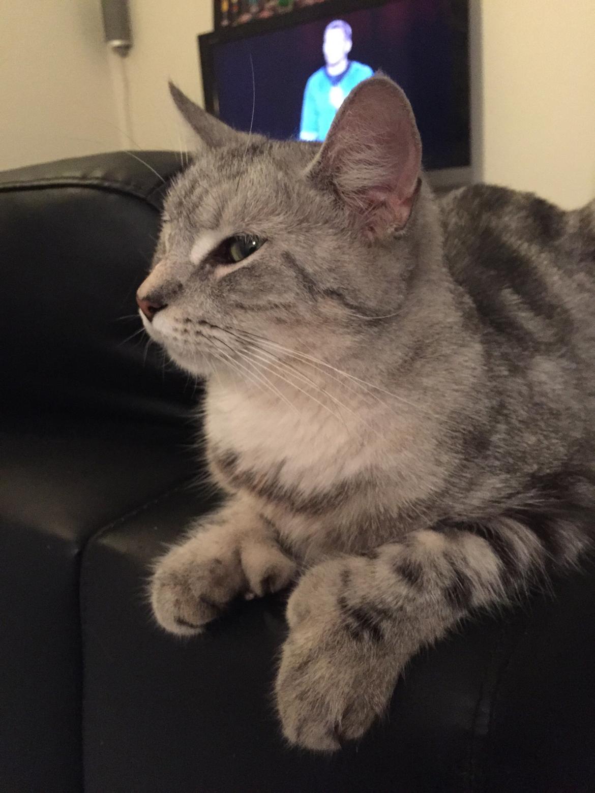 Blanding af racer Bailey billede 12