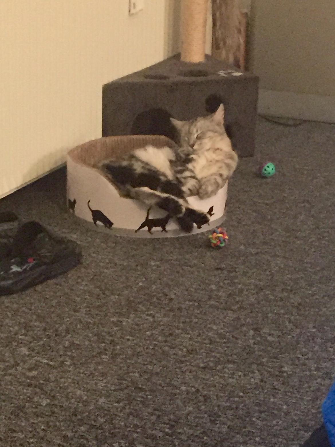 Blanding af racer Bailey billede 13