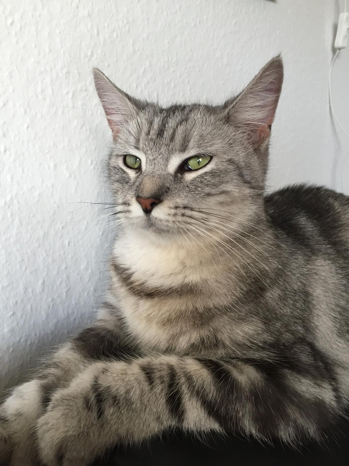 Blanding af racer Bailey billede 14