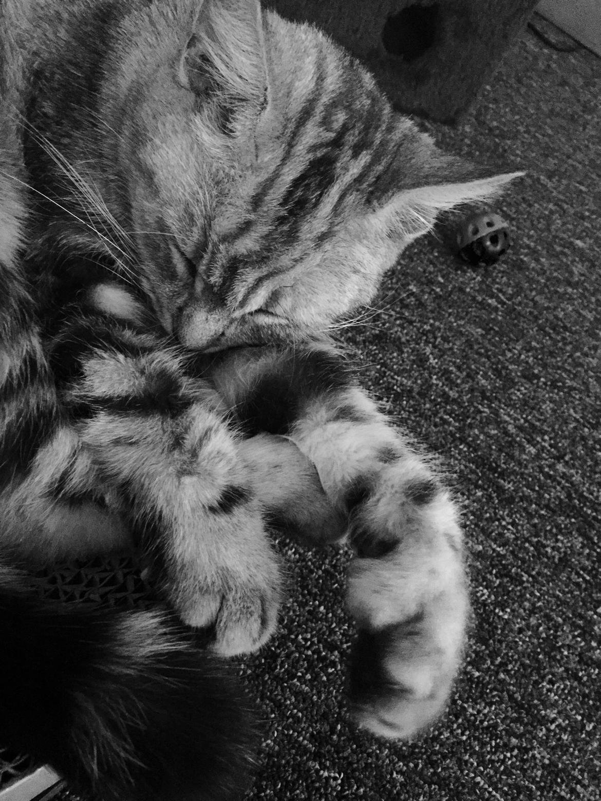 Blanding af racer Bailey billede 15