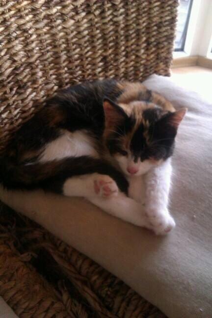 Blanding af racer Floffi  billede 5