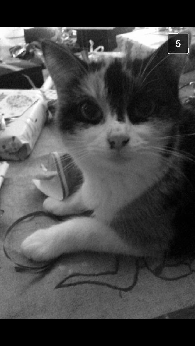 Blanding af racer Floffi  billede 7