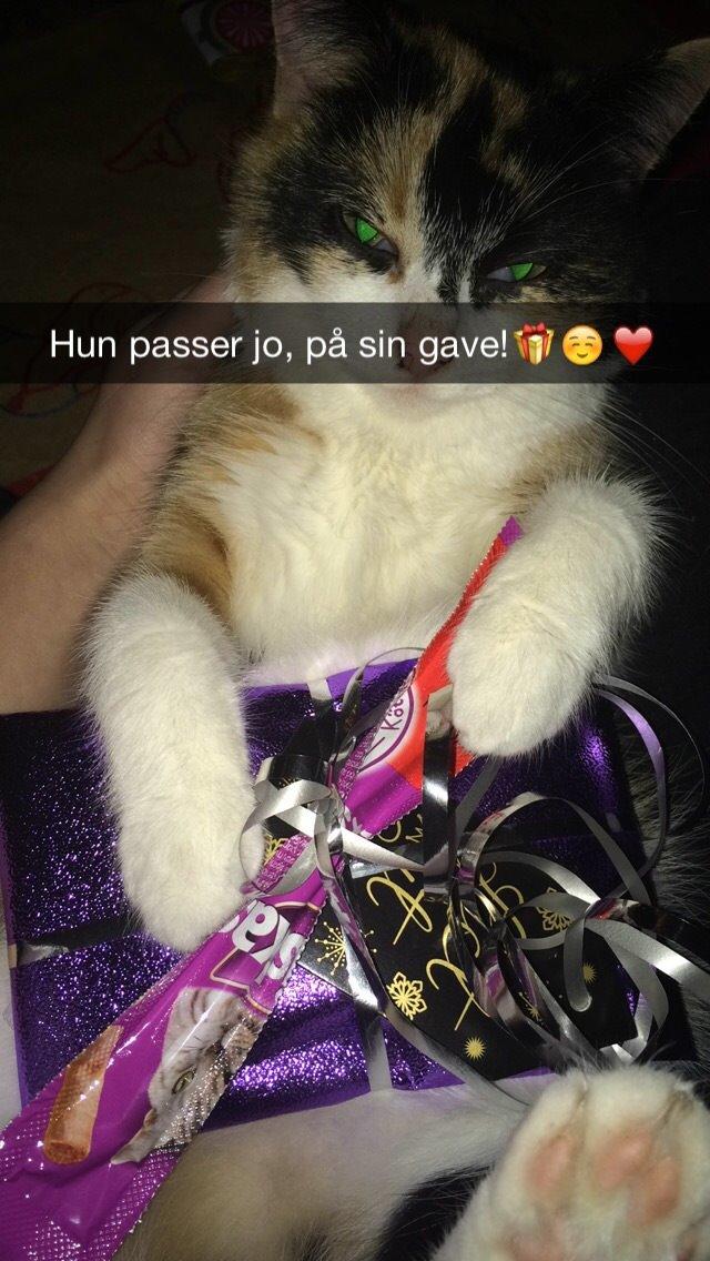 Blanding af racer Floffi  billede 8