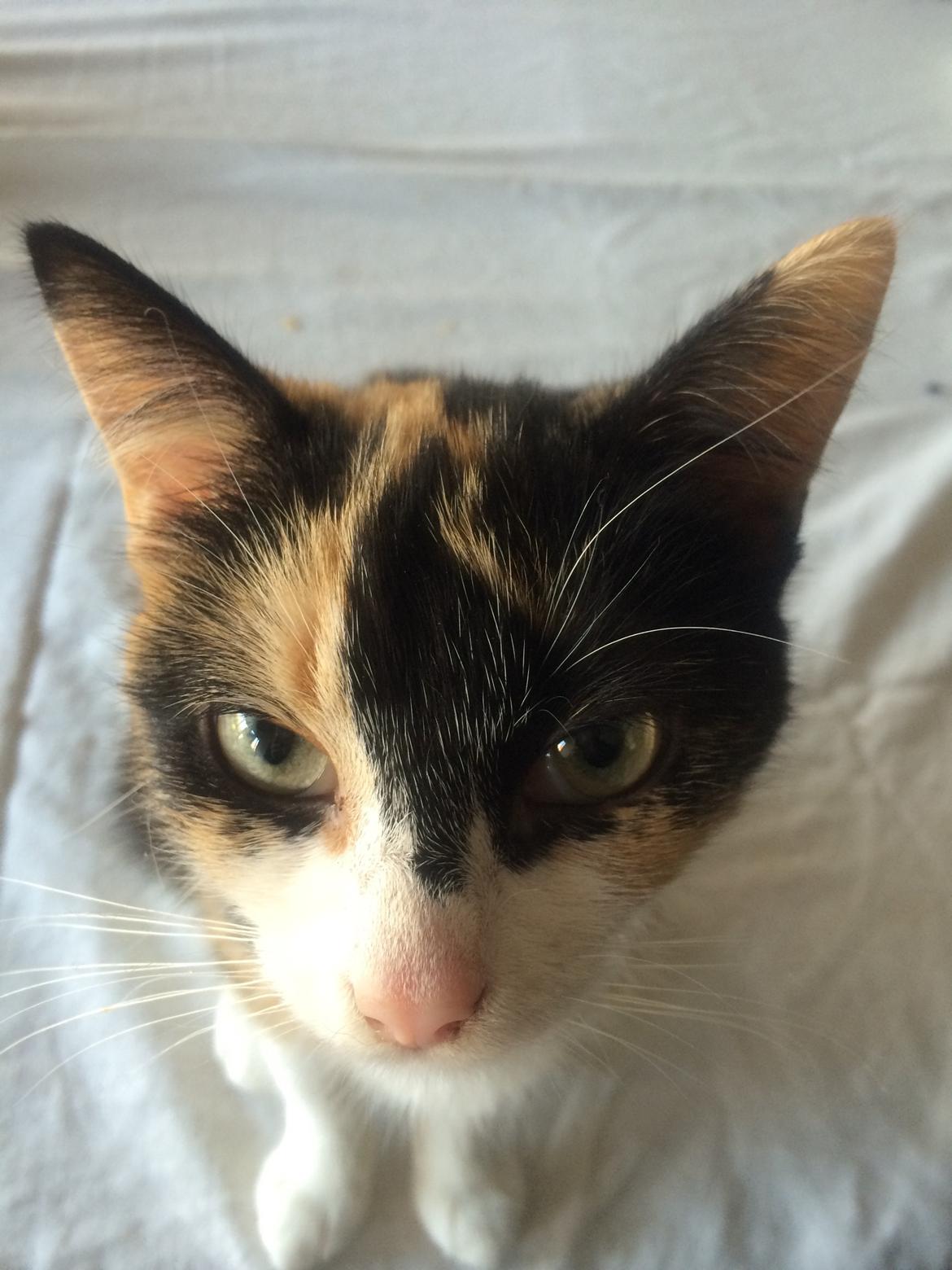 Blanding af racer Floffi  billede 9