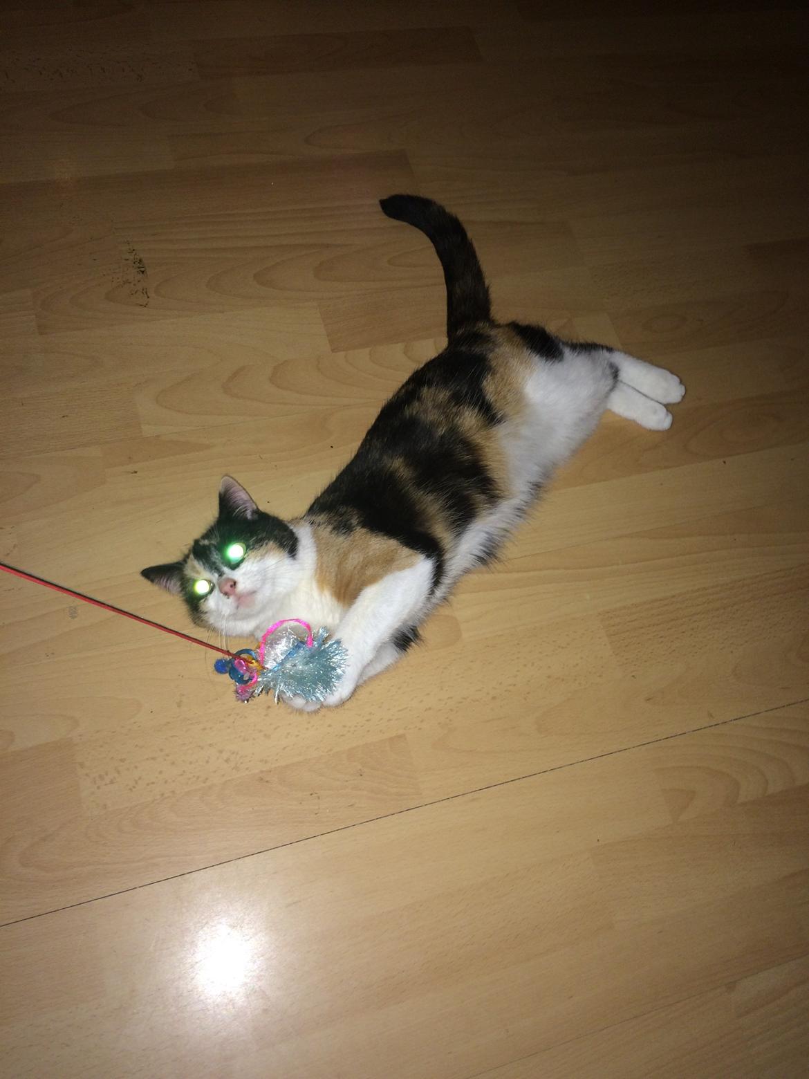 Blanding af racer Floffi  billede 10