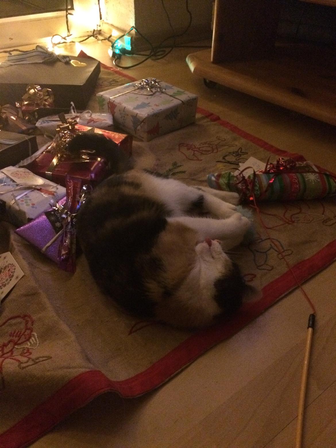 Blanding af racer Floffi  billede 11