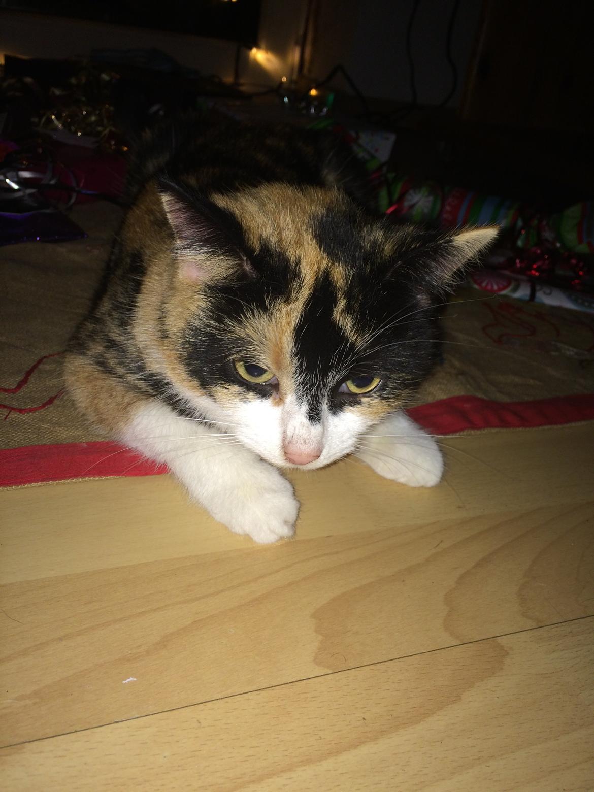 Blanding af racer Floffi  billede 12