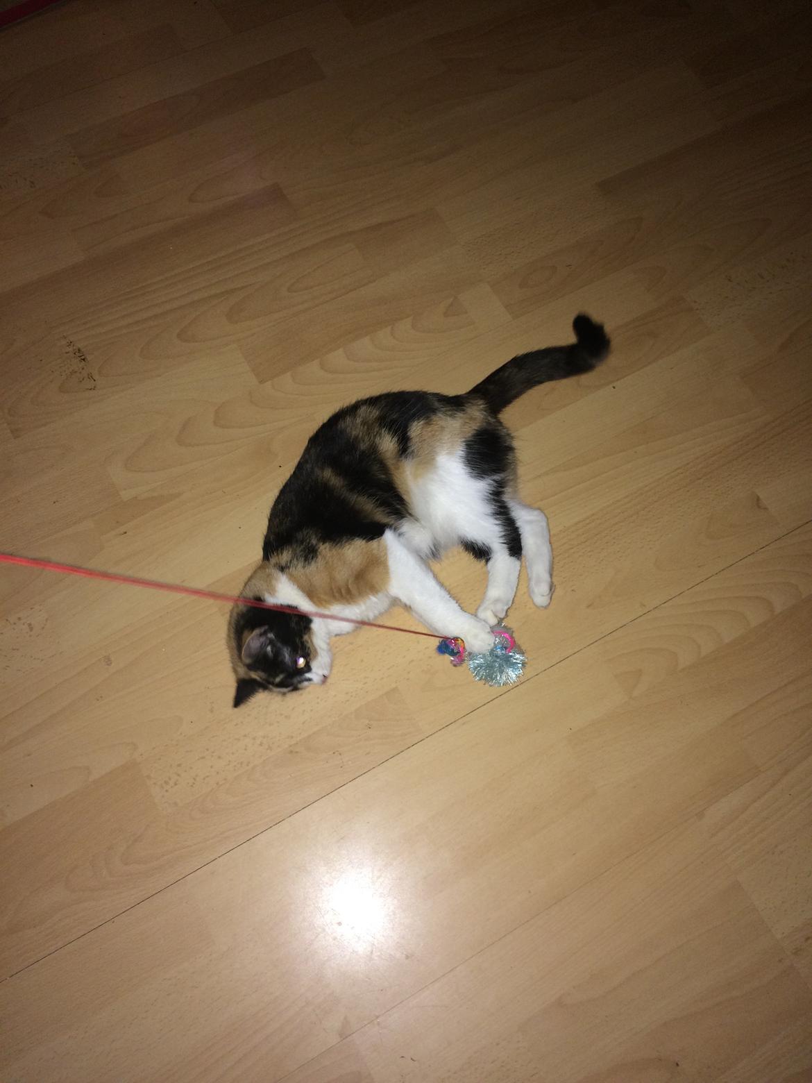 Blanding af racer Floffi  billede 13