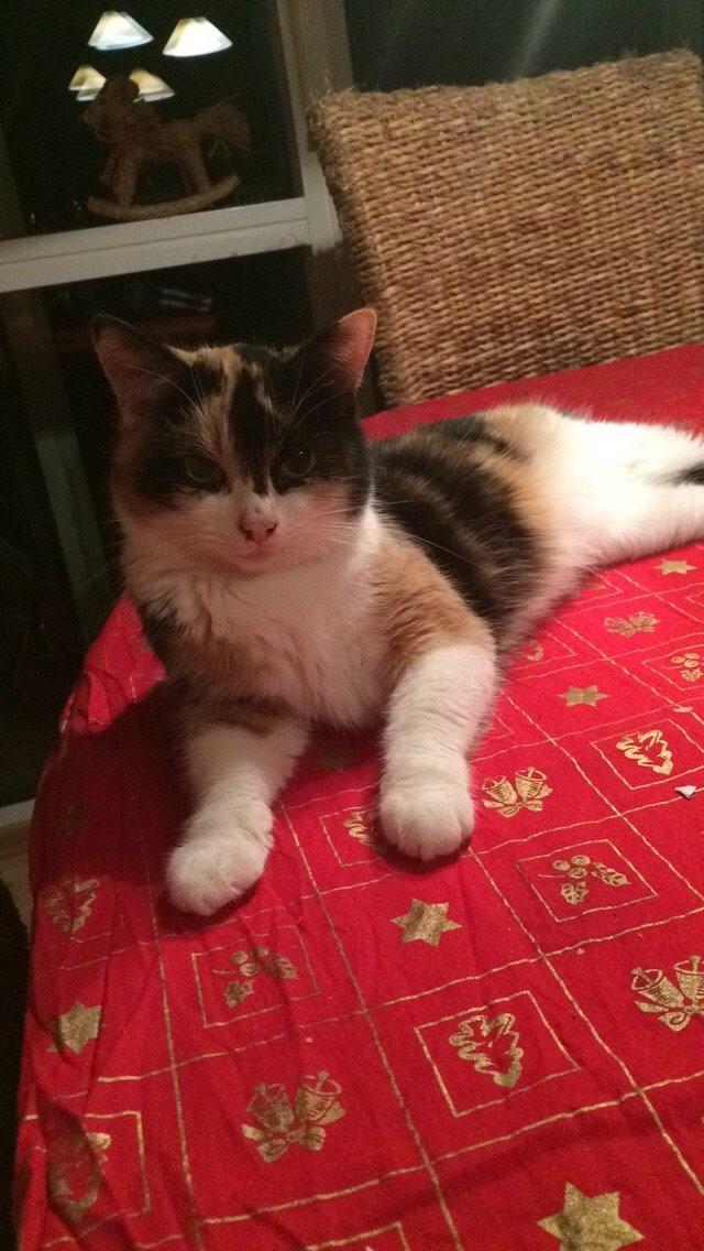 Blanding af racer Floffi  billede 14