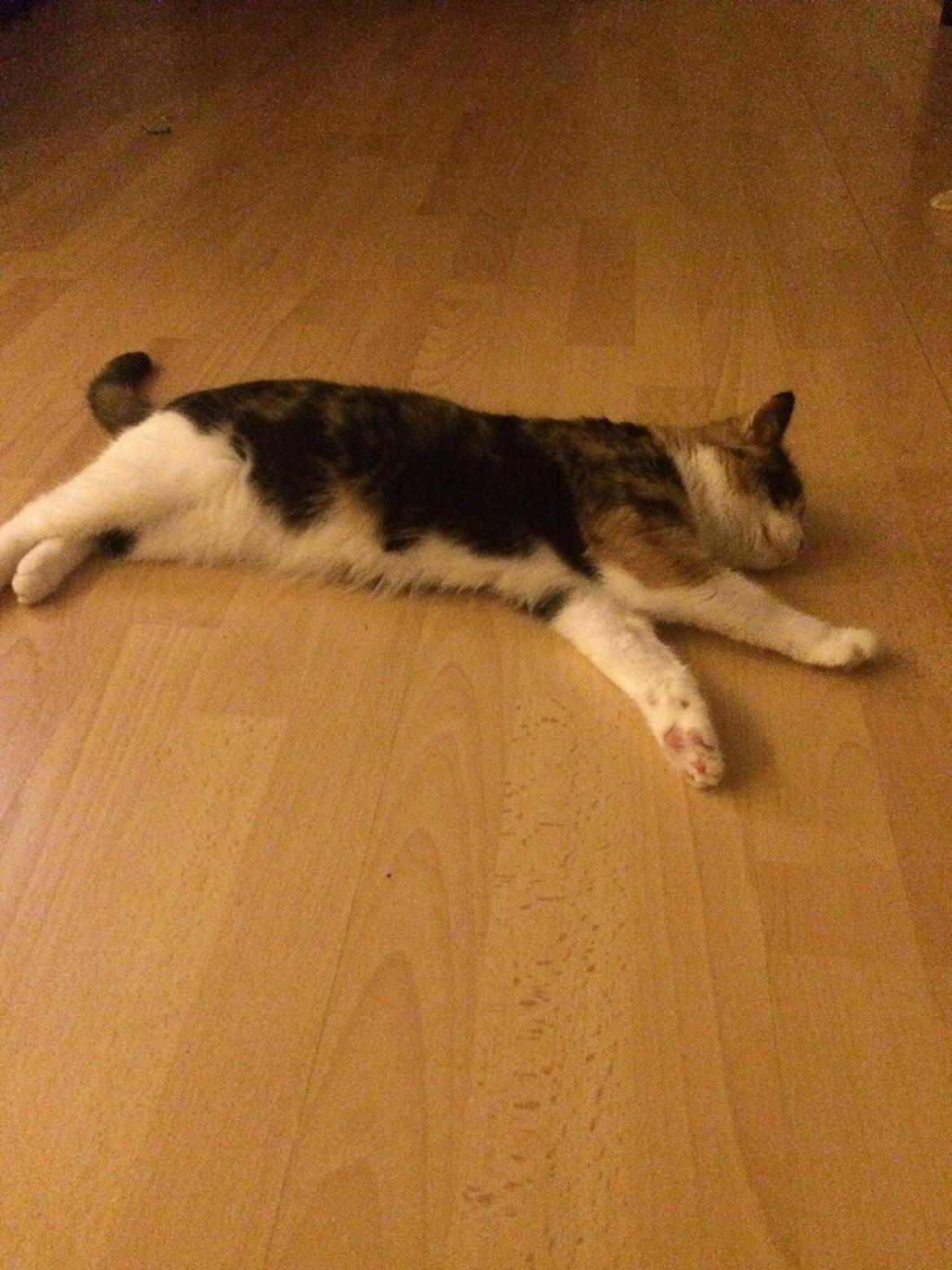 Blanding af racer Floffi  billede 15