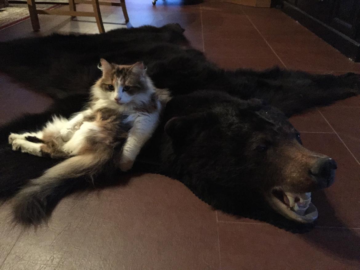 Blanding af racer Miffi billede 1