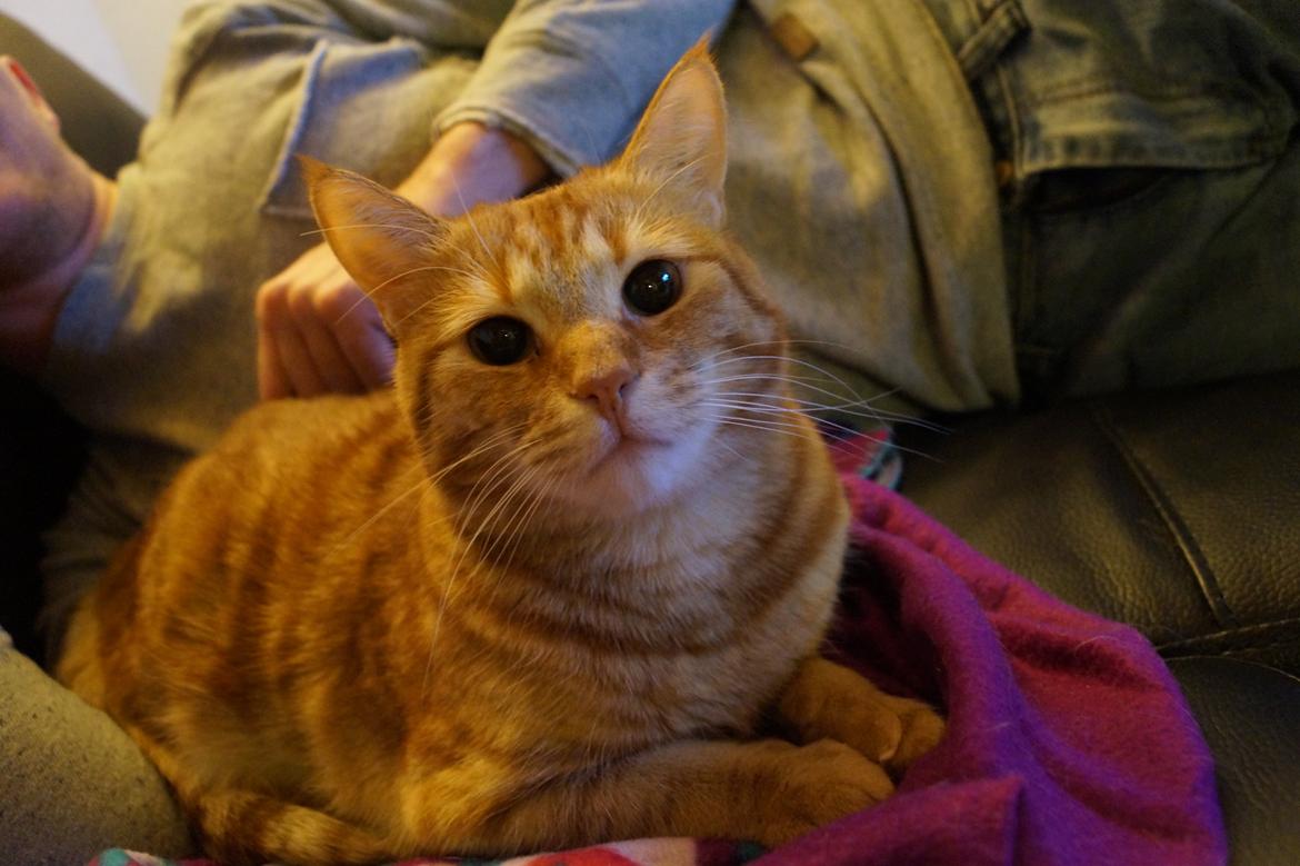 Huskat Misling billede 6