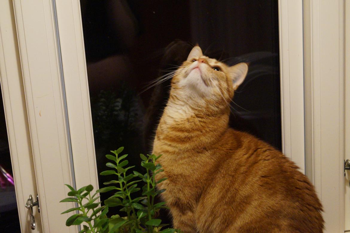 Huskat Misling billede 8