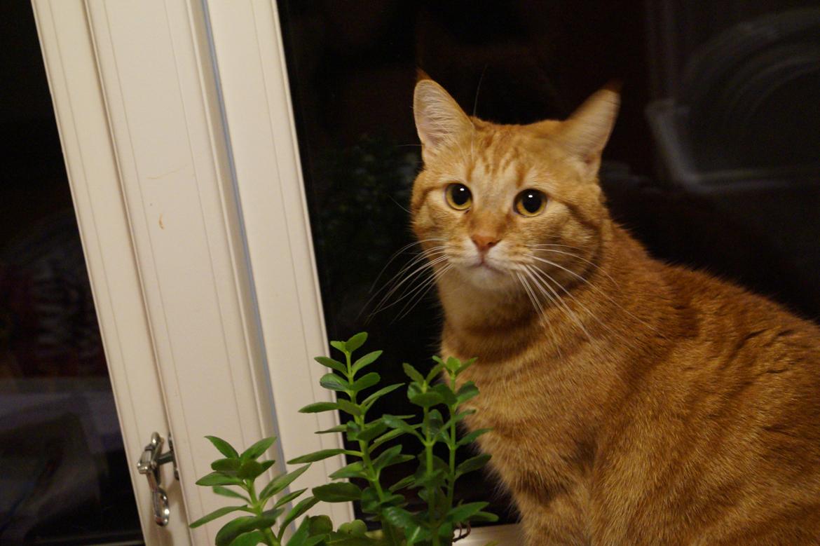 Huskat Misling billede 9