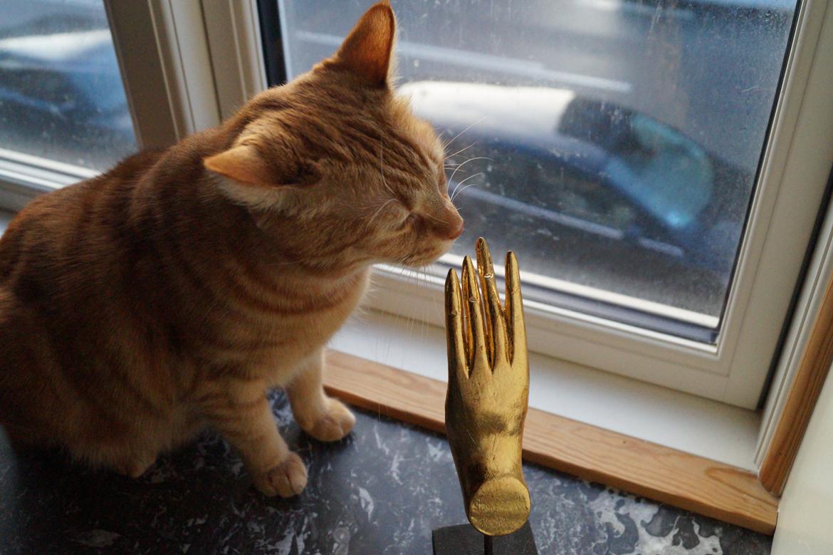 Huskat Misling billede 10