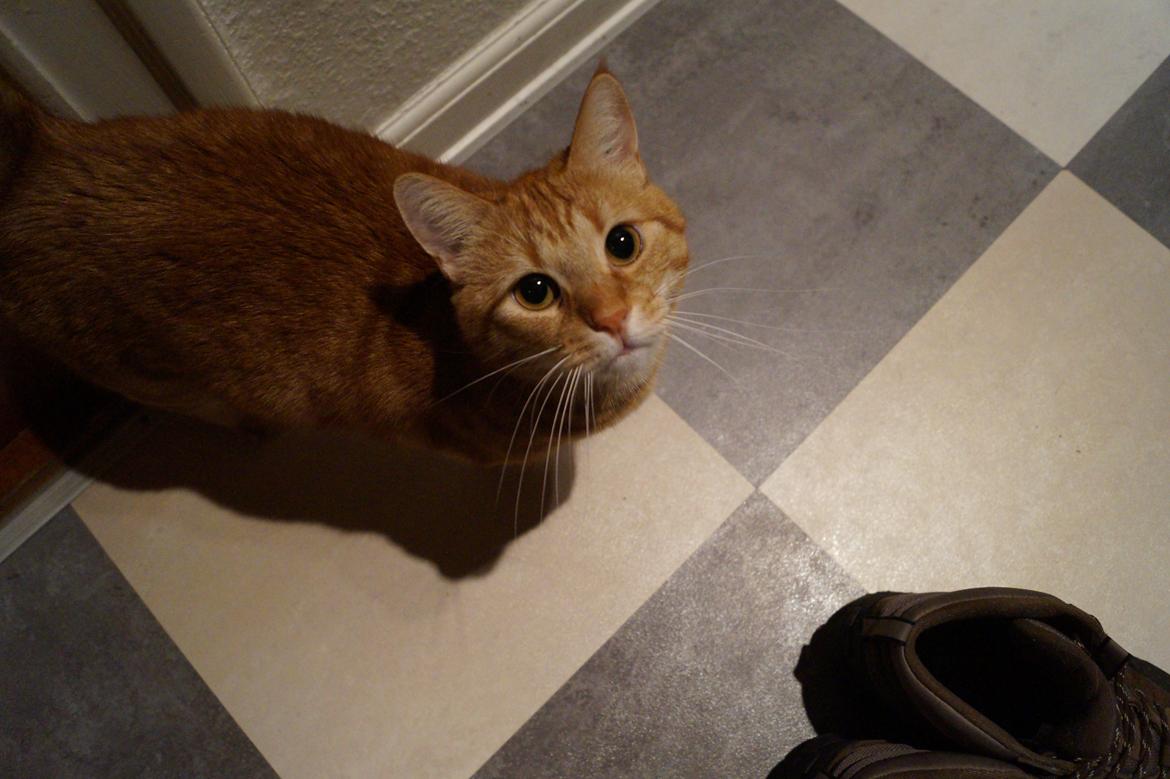 Huskat Misling billede 7