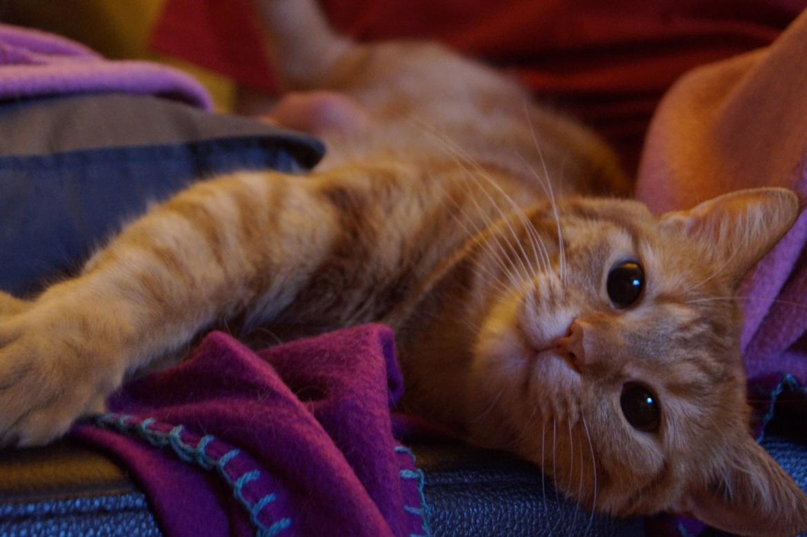 Huskat Misling billede 1