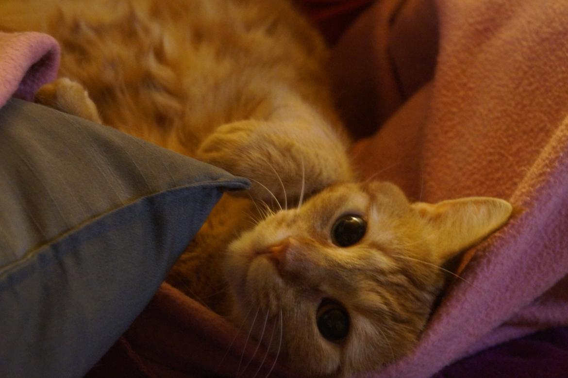 Huskat Misling billede 11