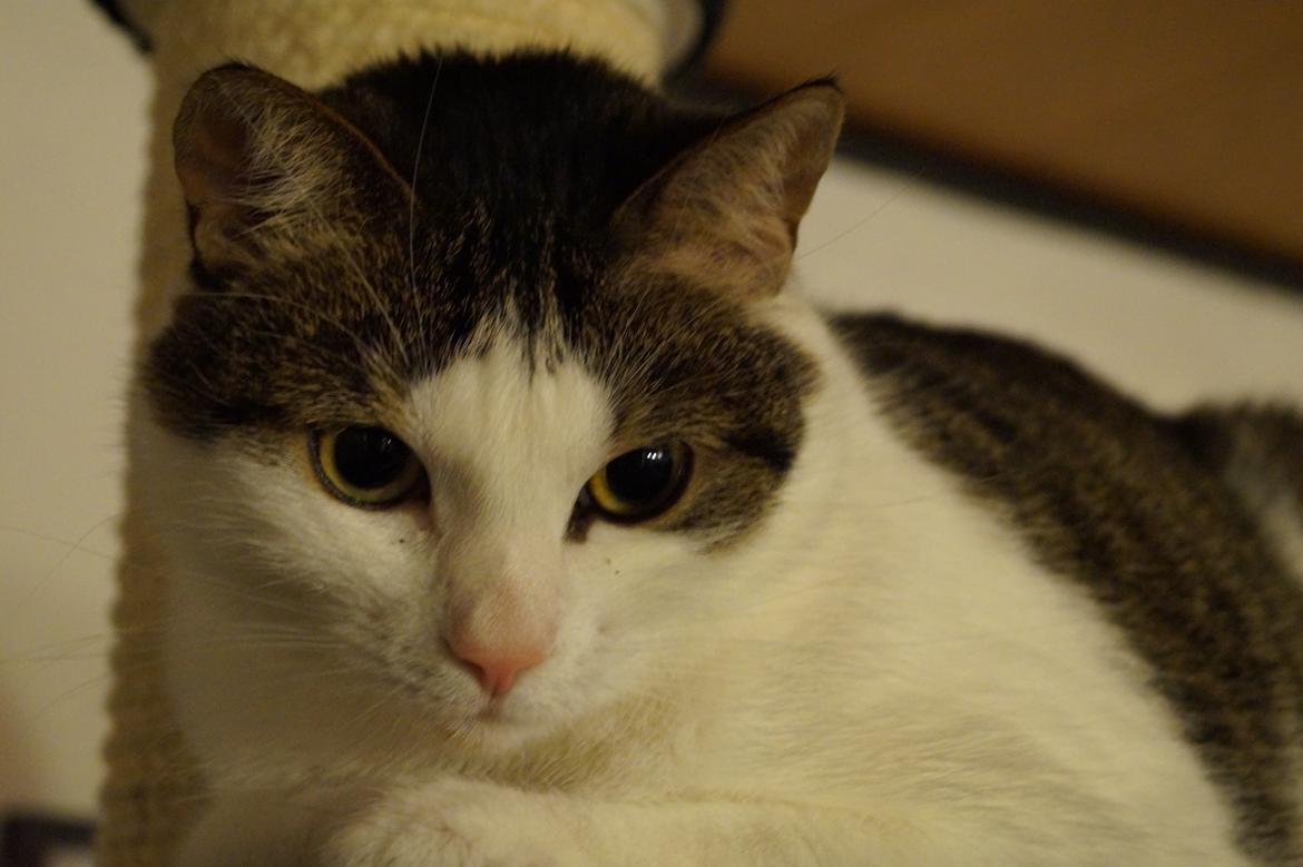 Huskat Mitte billede 1