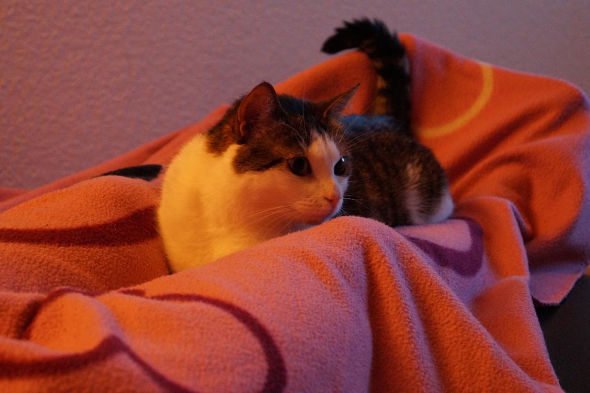 Huskat Mitte billede 7