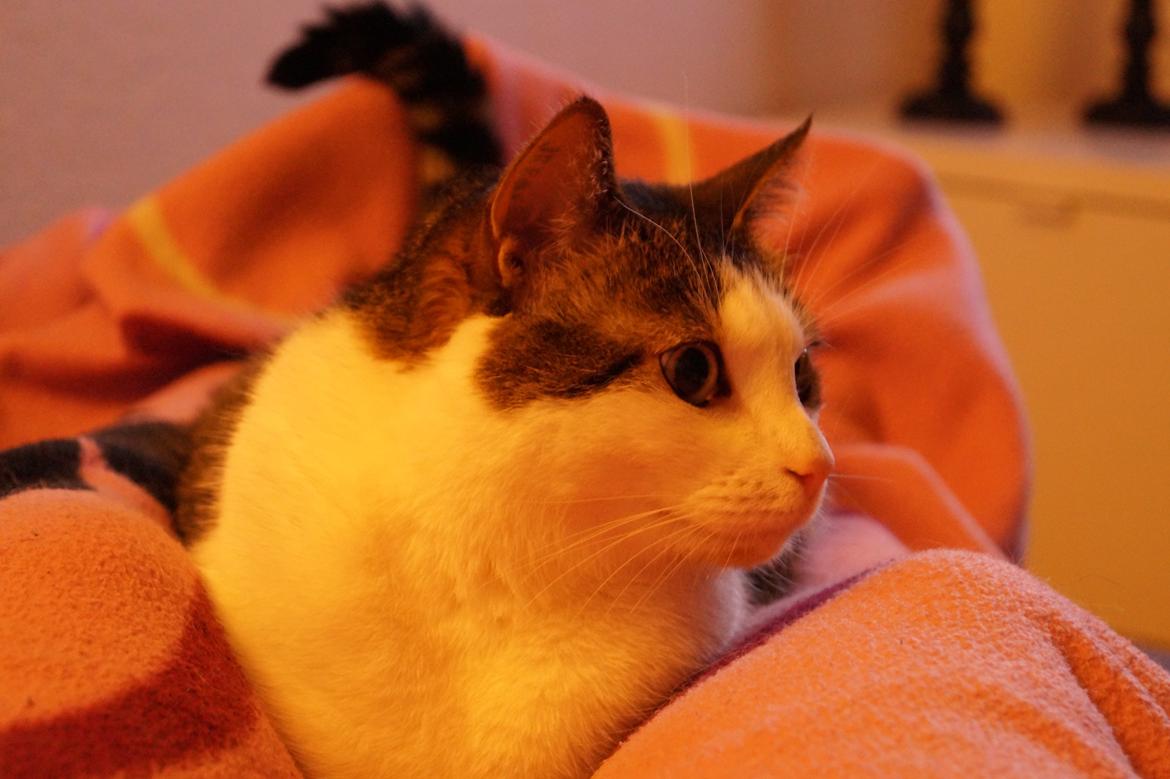 Huskat Mitte billede 8