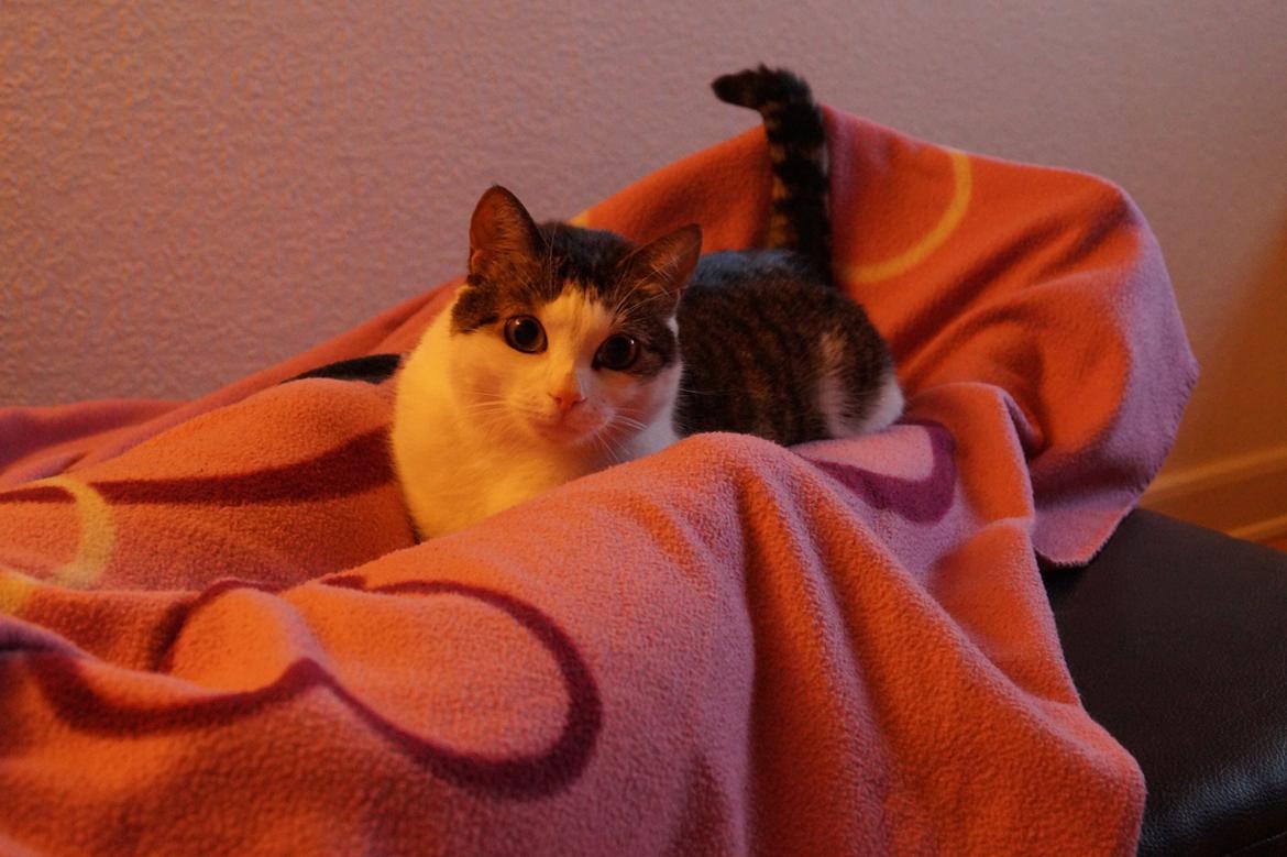 Huskat Mitte billede 6