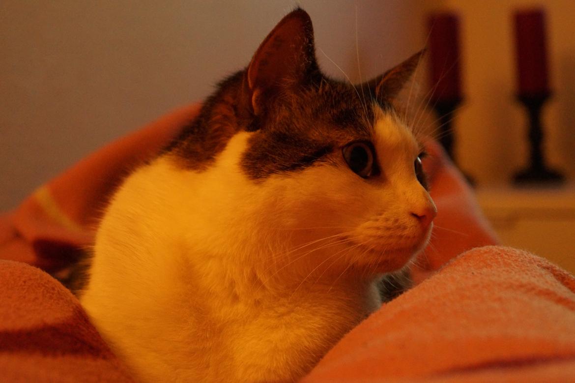 Huskat Mitte billede 10