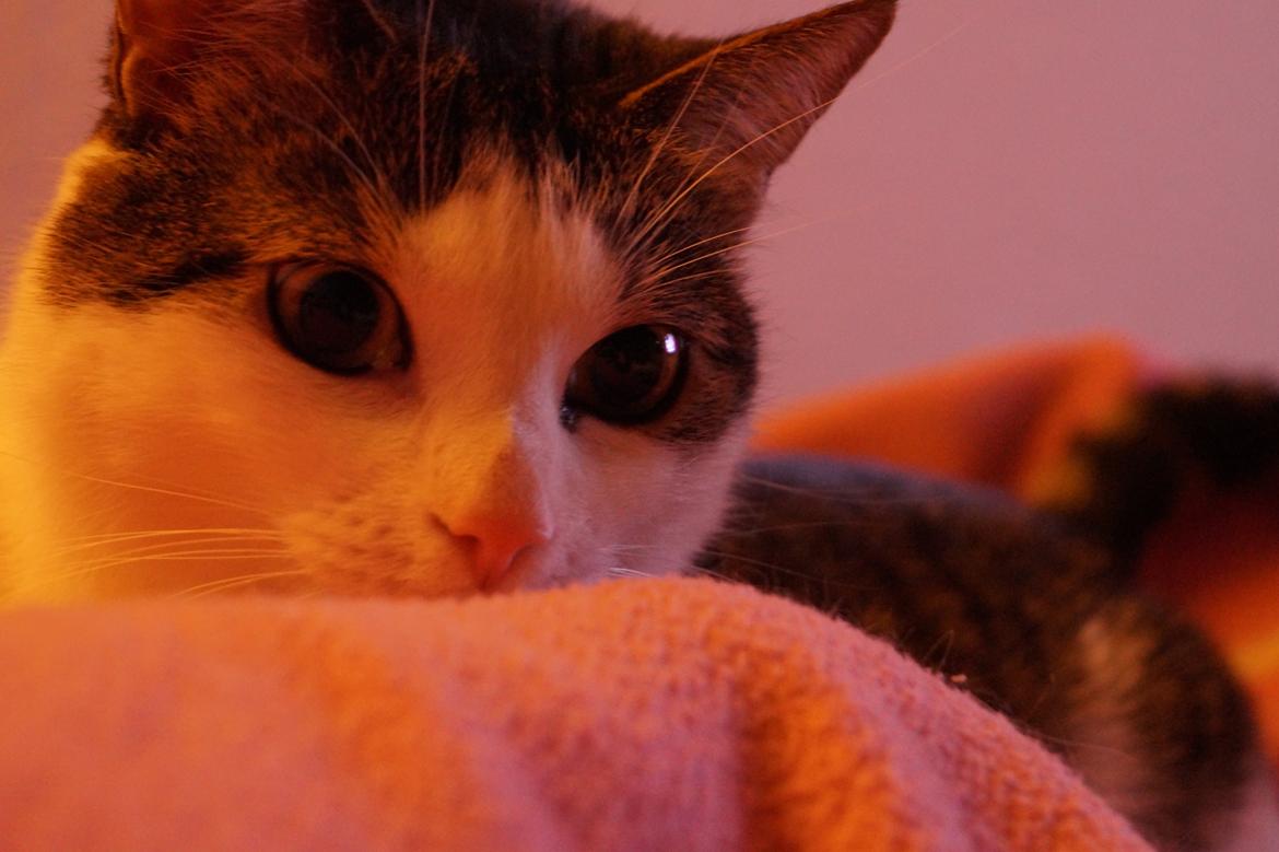 Huskat Mitte billede 11