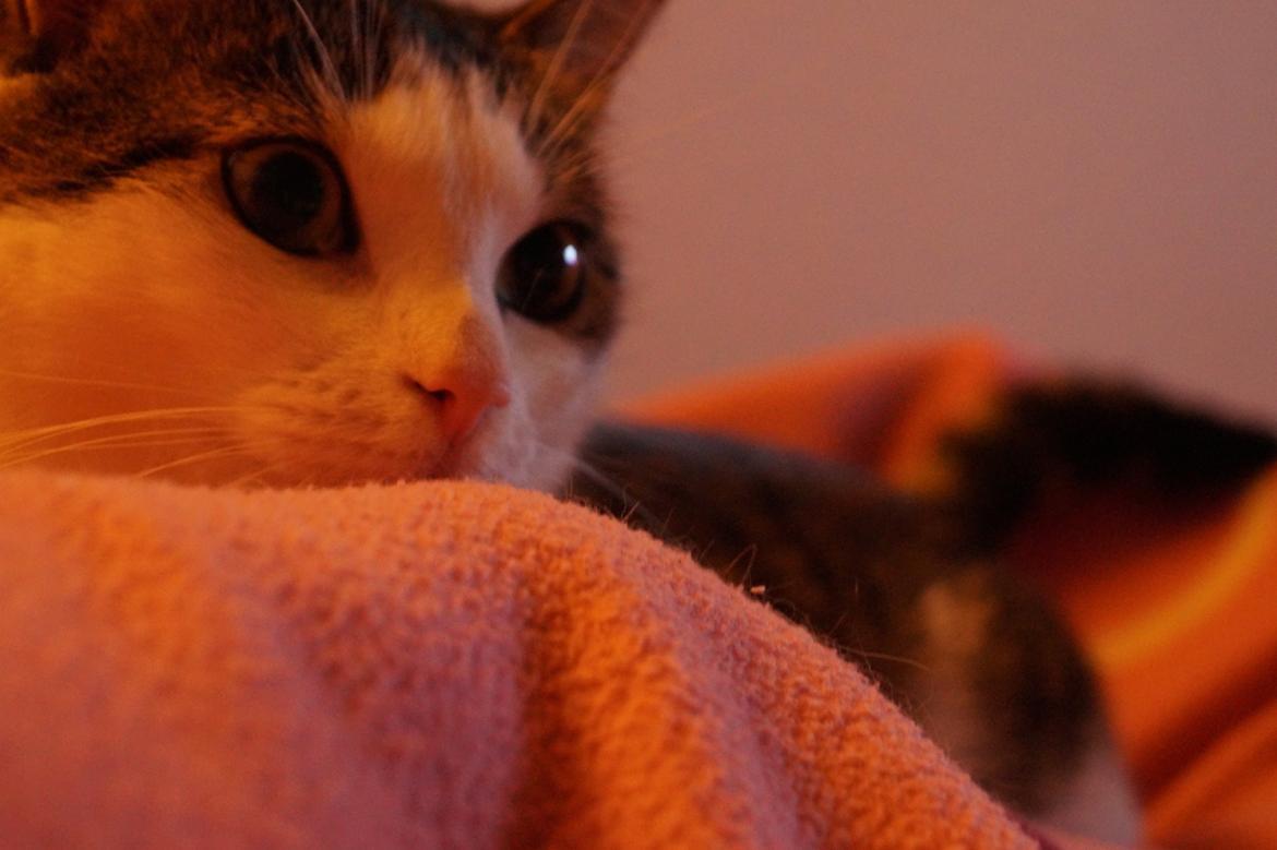 Huskat Mitte billede 12