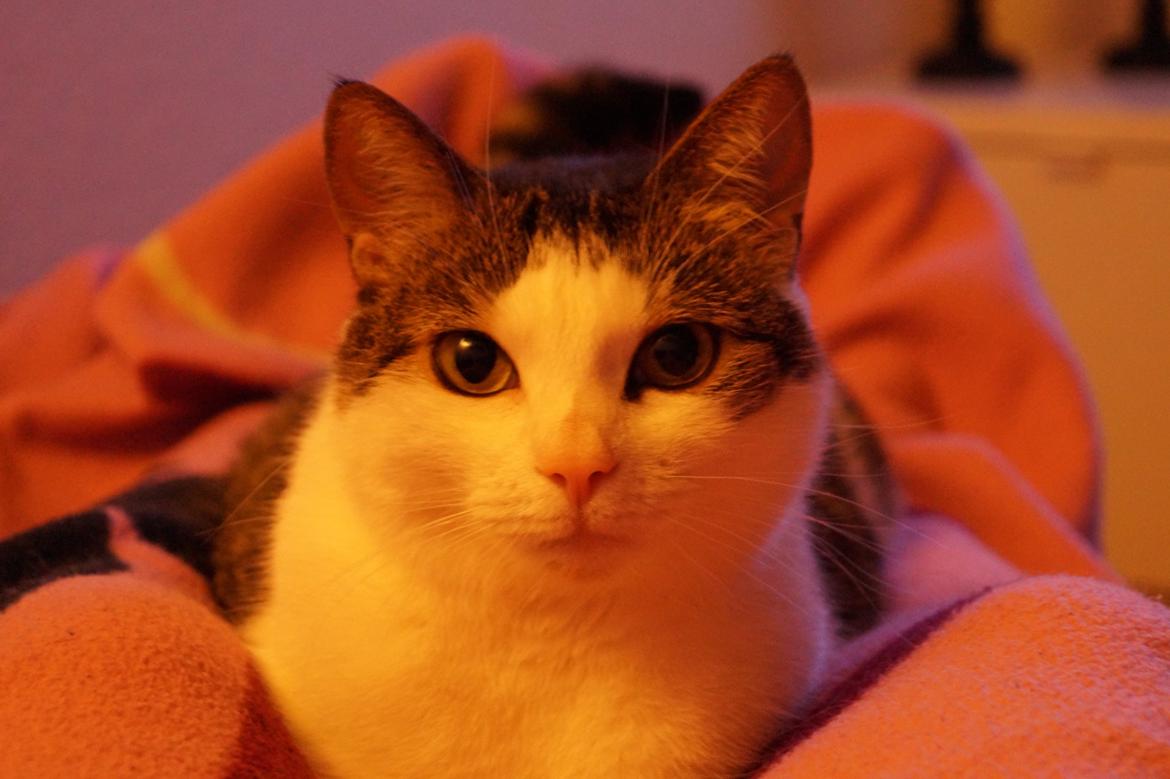 Huskat Mitte billede 13