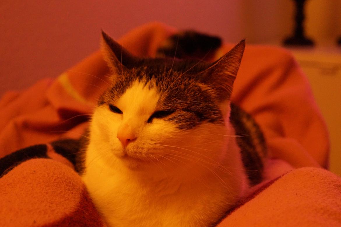 Huskat Mitte billede 9