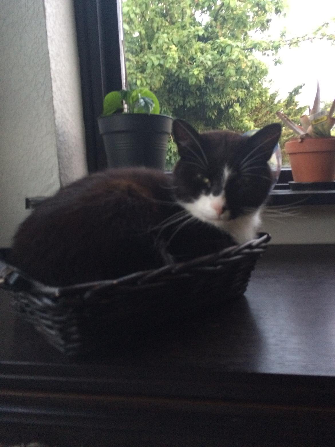 Blanding af racer Messerschmidt billede 12