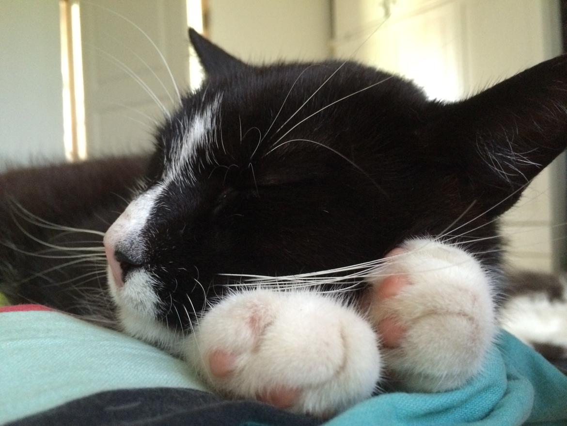 Blanding af racer Messerschmidt billede 14