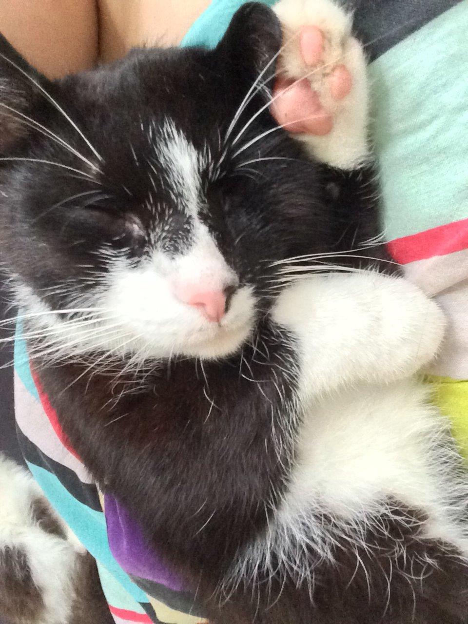 Blanding af racer Messerschmidt billede 1