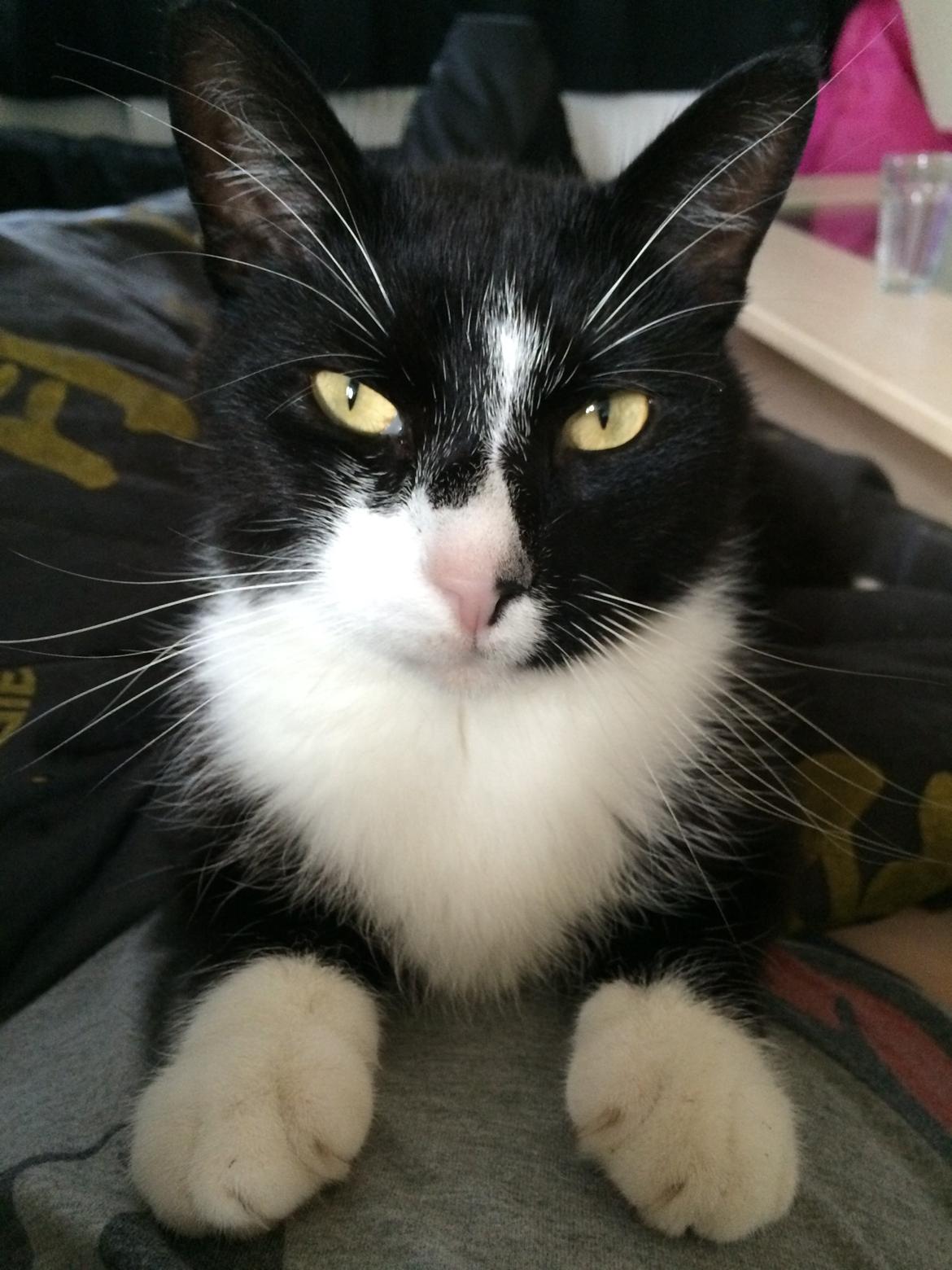 Blanding af racer Messerschmidt billede 15