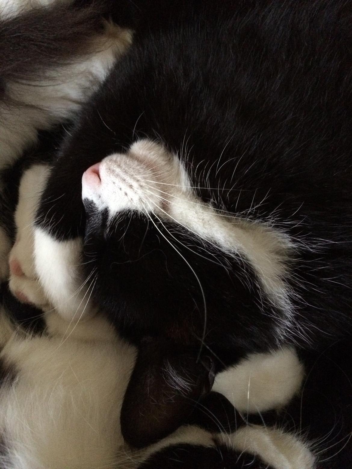 Blanding af racer Messerschmidt billede 16