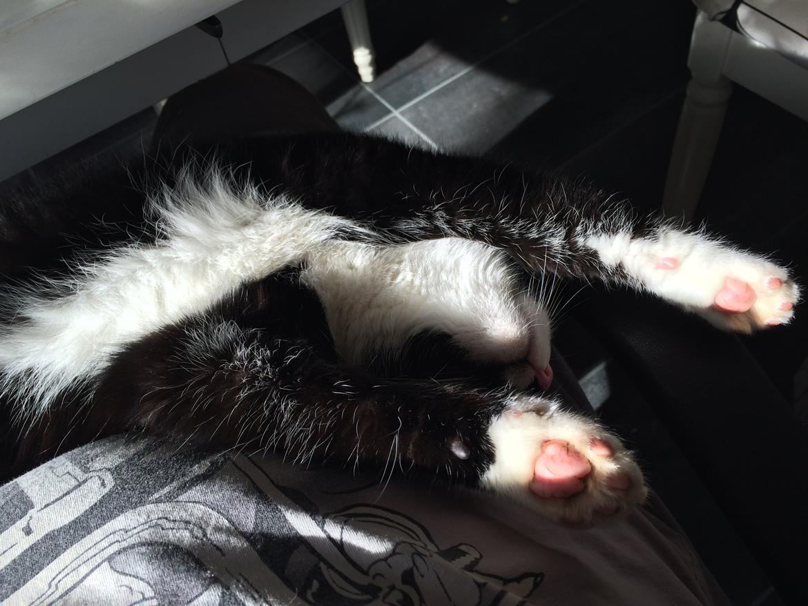 Blanding af racer Messerschmidt billede 17