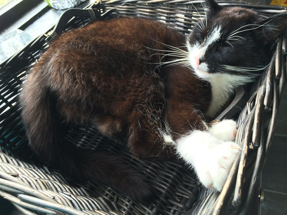 Blanding af racer Messerschmidt billede 13