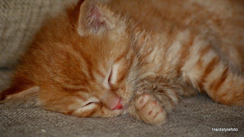 Huskat Mylle billede 15