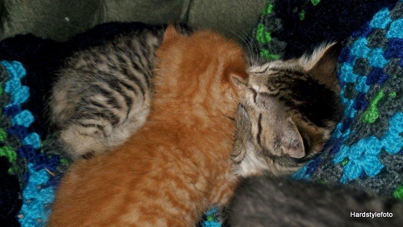 Huskat Mylle billede 7