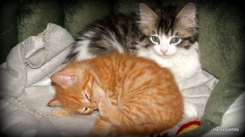 Huskat Mylle billede 8