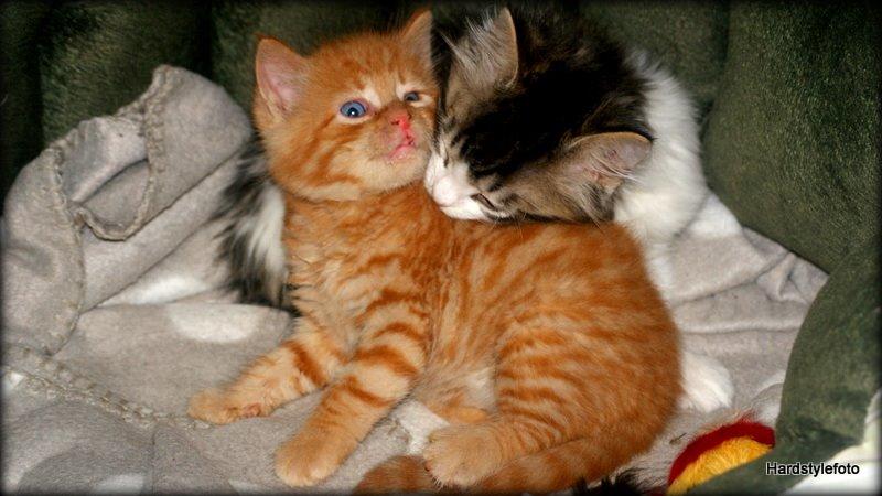 Huskat Mylle billede 9