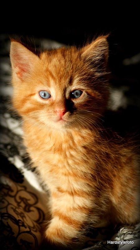 Huskat Mylle billede 1