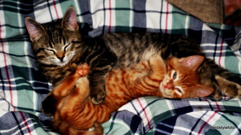 Huskat Mylle billede 10