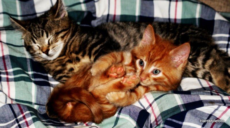 Huskat Mylle billede 11