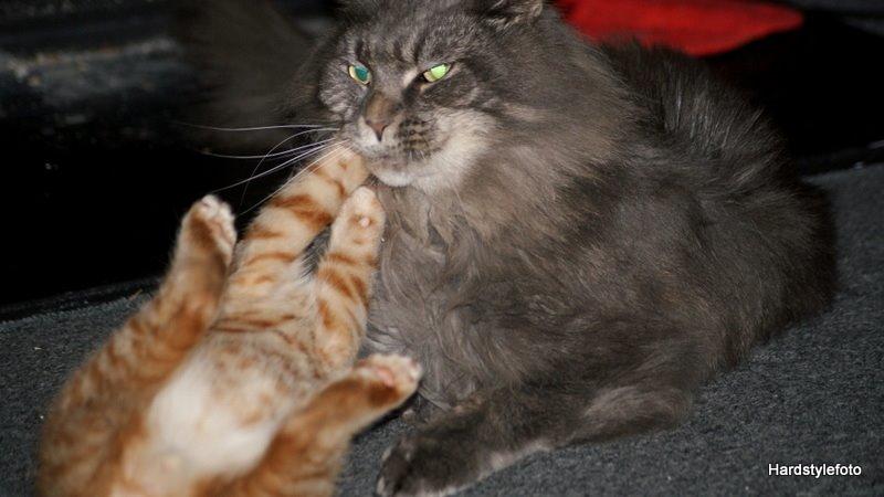 Huskat Mylle billede 12